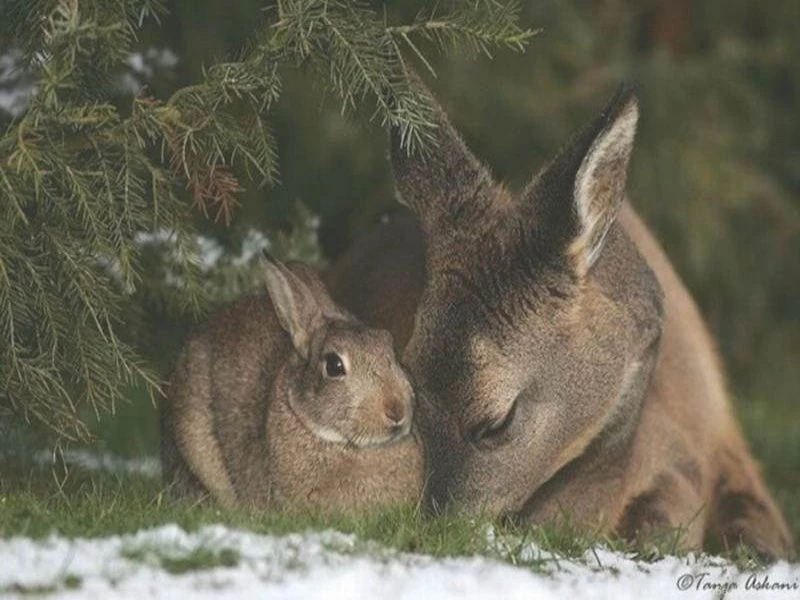 Deer: Bambi Thumper Fawn Hare Rabbit Deer Cool Wallpapers For HD ...