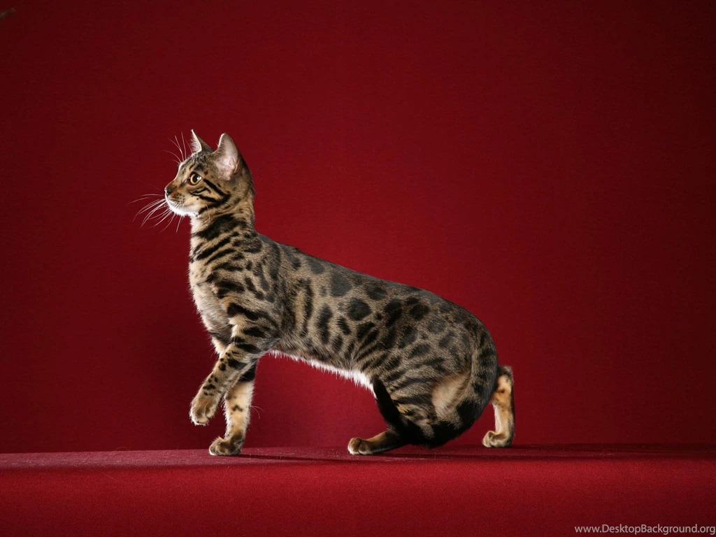 Cat Bengal Hd Wallpapers 0001