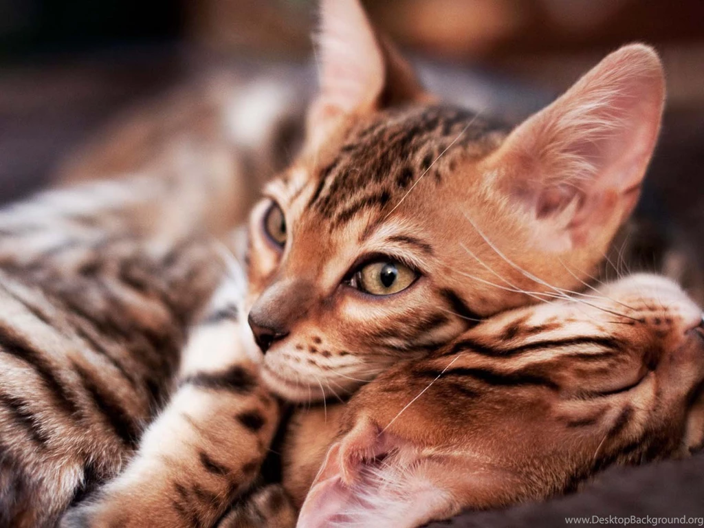 Little Bengal Cats Wallpapers And Images Wallpapers, Pictures ...
