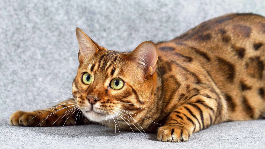 Bengal Cat Wallpaper.