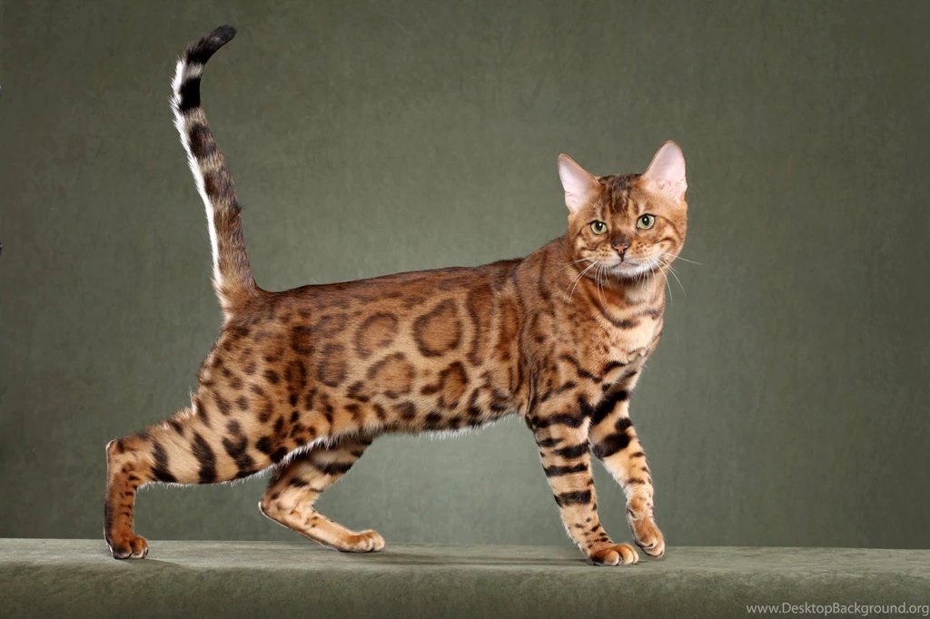 Bengal Awesome Wallpapers