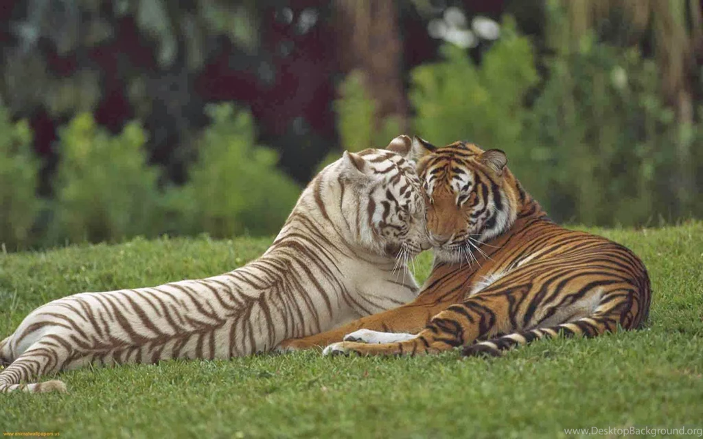 White Bengal Tiger Pics Wallpapers 3d Hd Pictures.