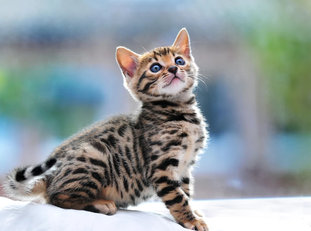 Baby Bengal Cat Wallpapers 5467 3839x2848 UMad.com