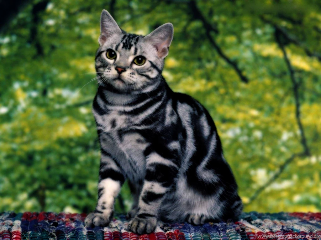 Domestic Bengal Cats Latest Wallpapers, HQ Backgrounds