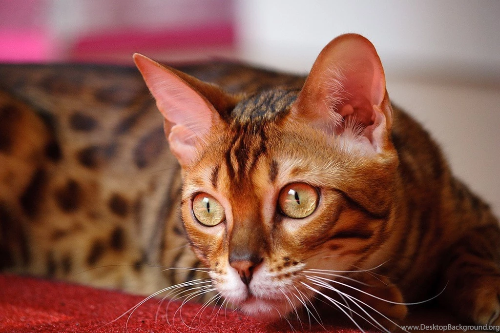 Widescreen Domestic Bengal Cats Wallpaper, HQ Backgrounds