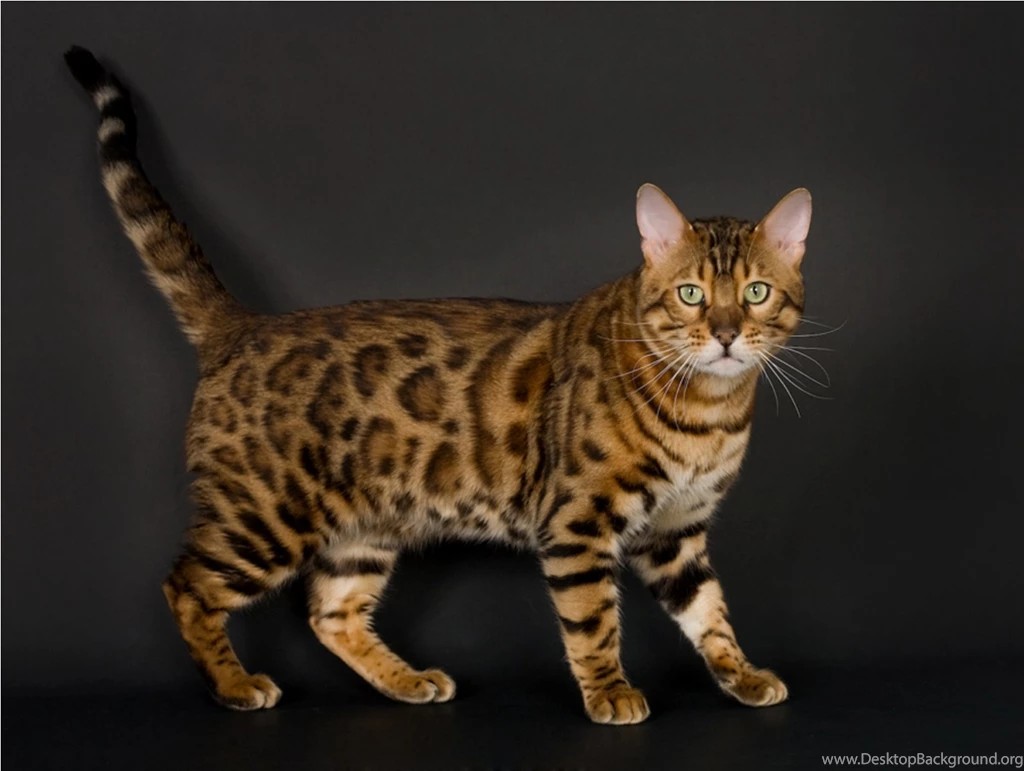 Marble Bengal Cat Wallpaper.
