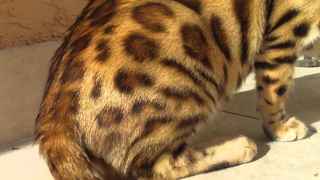 Bengal Cat Wallpapers WF1064