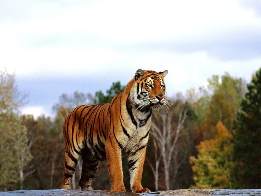 Regal Bengal Wallpapers