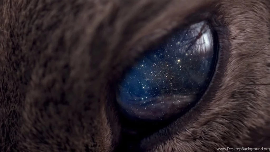 Universe Is In The Eye Of The Animal Wallpapers And Images ...