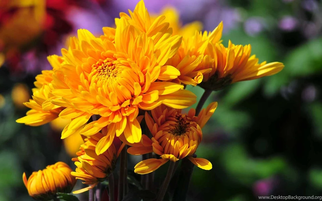 New Wallpapers With High Resolution ~ Hd Laptops