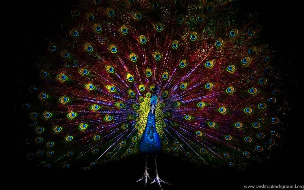 Peacock Beautiful Feathers Hq Wallpapers In Hd Of High Resolution ...