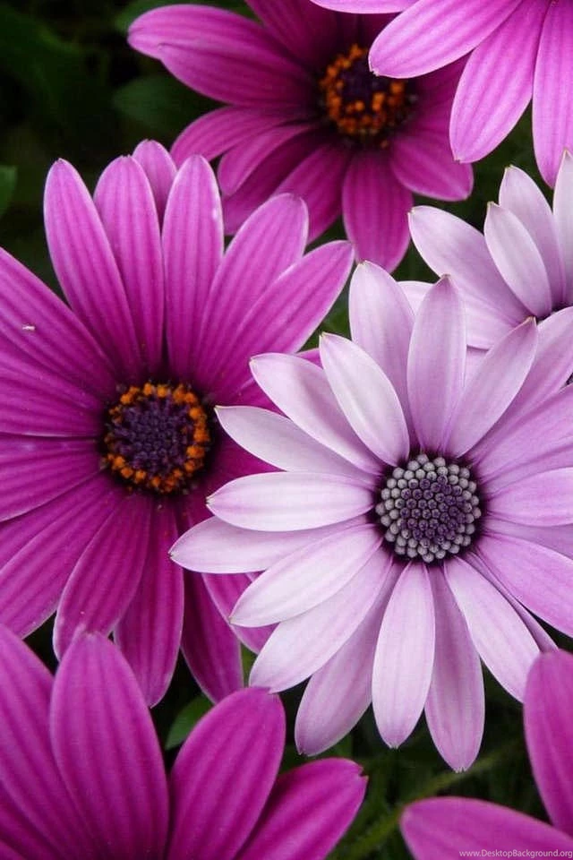 Hq+flowers.jpg