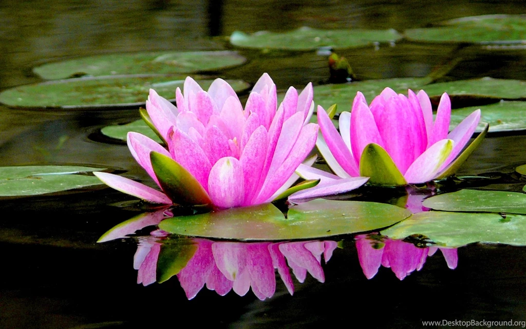 Spring Flowers Wallpapers High Quality Resolution Uncalke.com