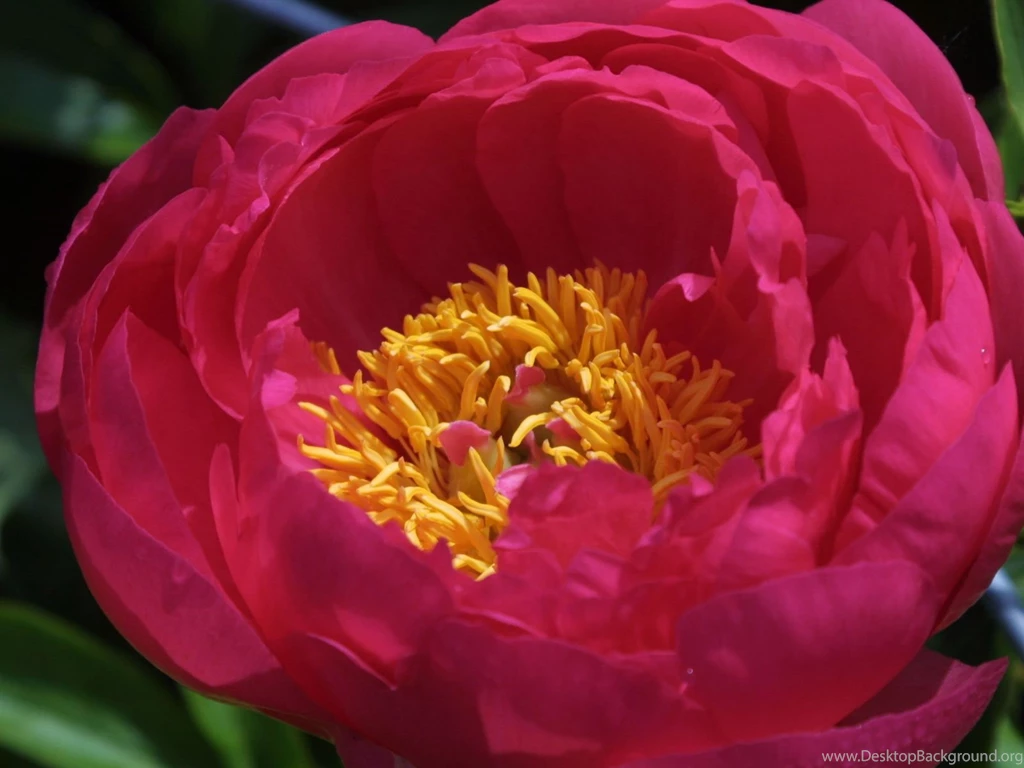 ULTRA HIGH QUALITY FLOWER WALLPAPER (
