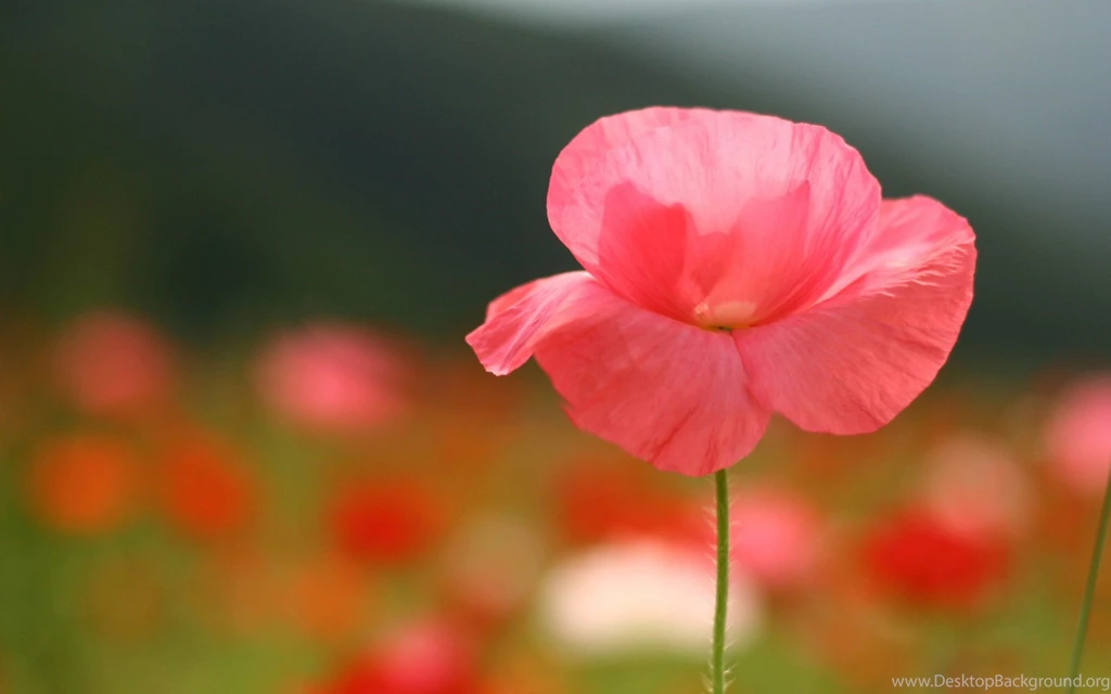 Beautiful Red Flower Wallpapers HD For Desktop In High Quality