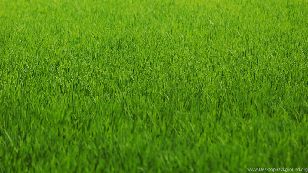 Top Grass Pictures Part 2