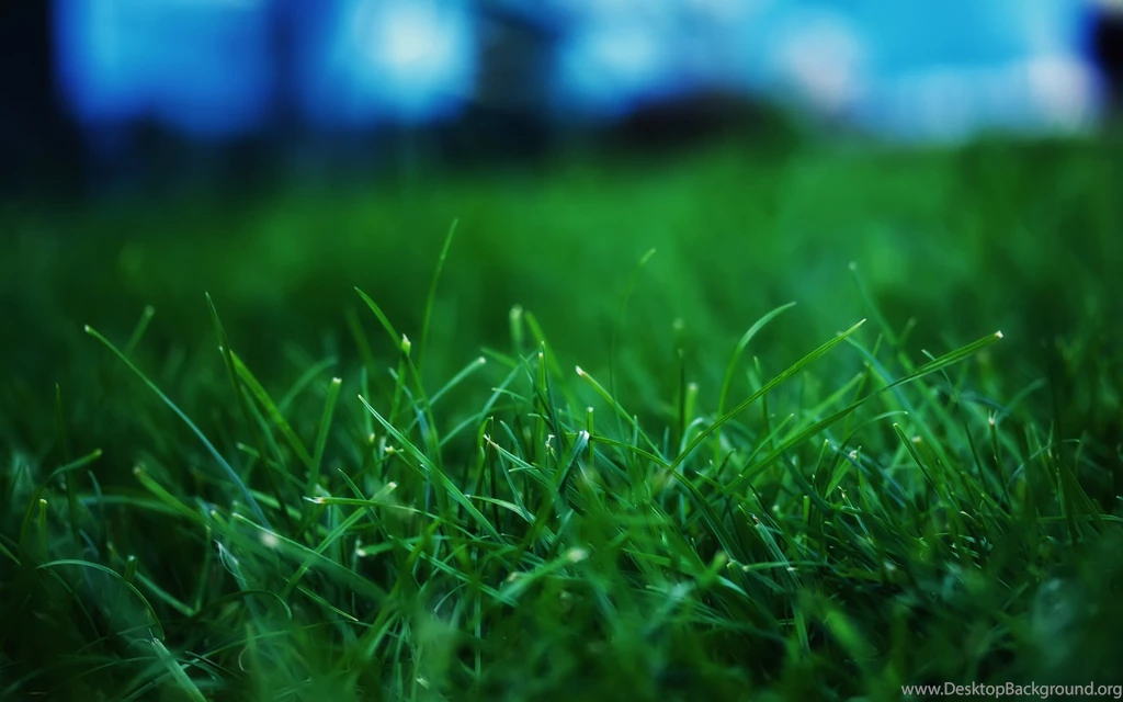 15 Pretty HD Grass Wallpapers HDWallSource.com