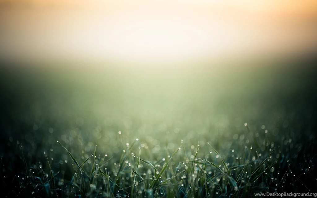 Daily Wallpaper: Morning Grass