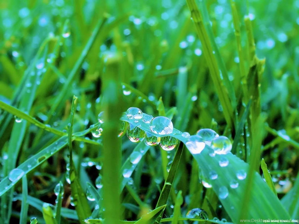Windows Green Grass Wallpapers Hd