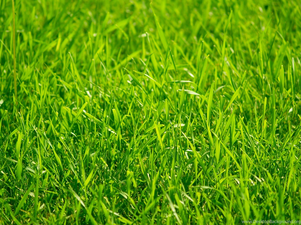 Grass