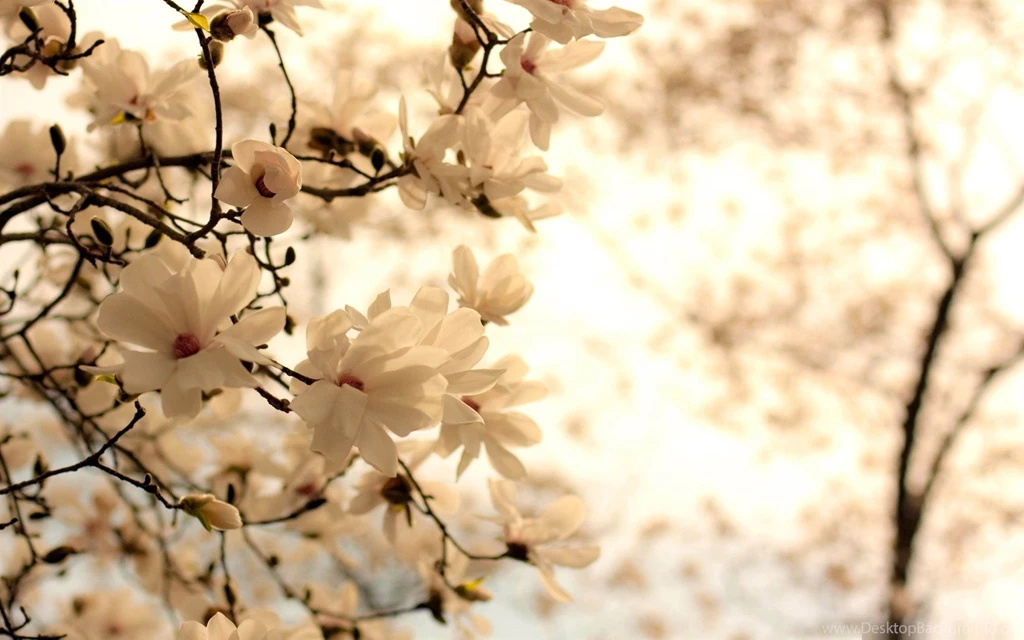 Blooming Magnolia Tree beauty Spring Desktop Wallpapers 1920x1200 ...