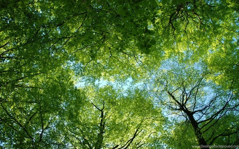 Trees,moss Trees Moss 2560x1440 Wallpapers – Tree Wallpapers ...