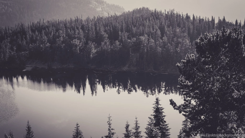 Forest Black And White, Scenery, Travel, 2560x1440 HD Wallpapers ...
