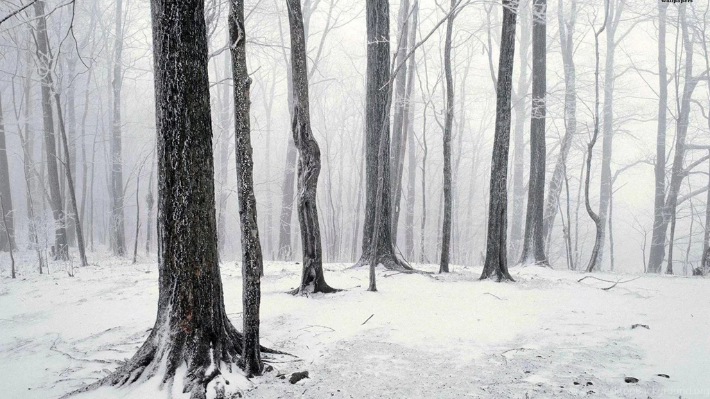 The White Forest Wallpapers   (