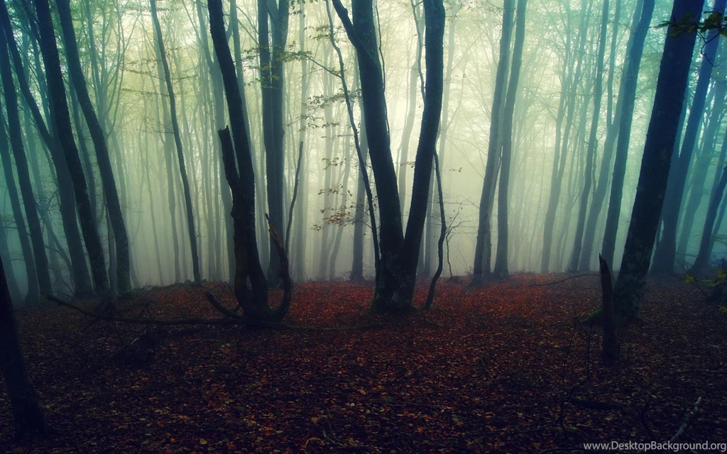 Misty Forest Iphone Wallpapers
