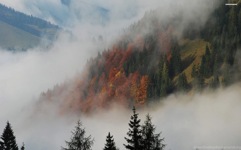 Misty Forest, Tree, Nature, 2560x1600 HD Wallpapers And FREE Stock ...