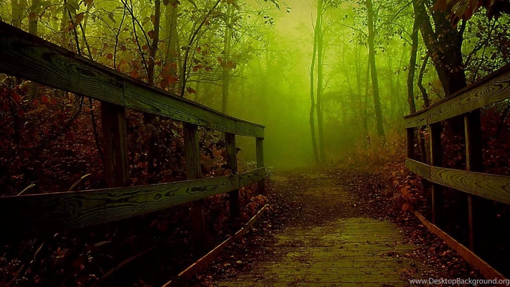 Misty Forest Wallpapers (