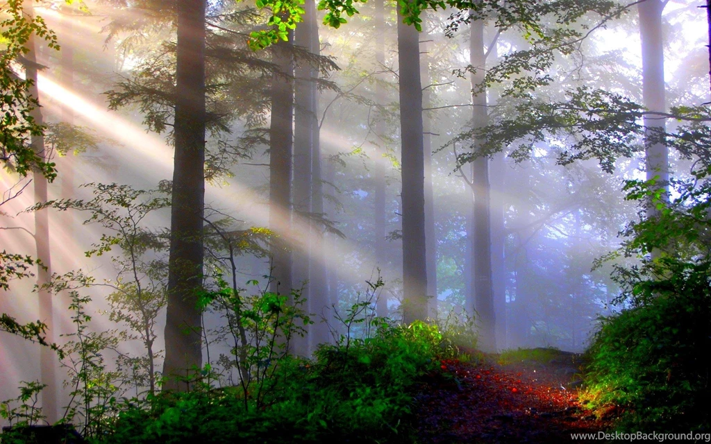 Lighted Misty Forest Wallpapers