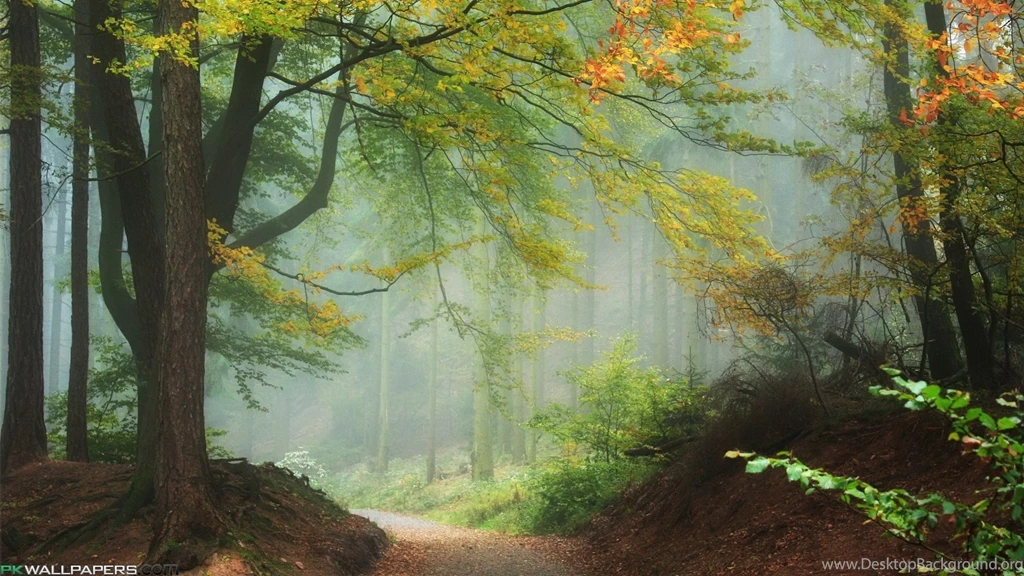 Wallpapers Nature Path Of Pain Misty Forest 1920x1080