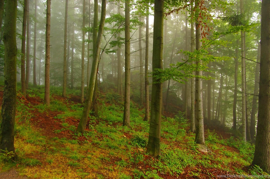 MISTY FOREST WALLPAPER (
