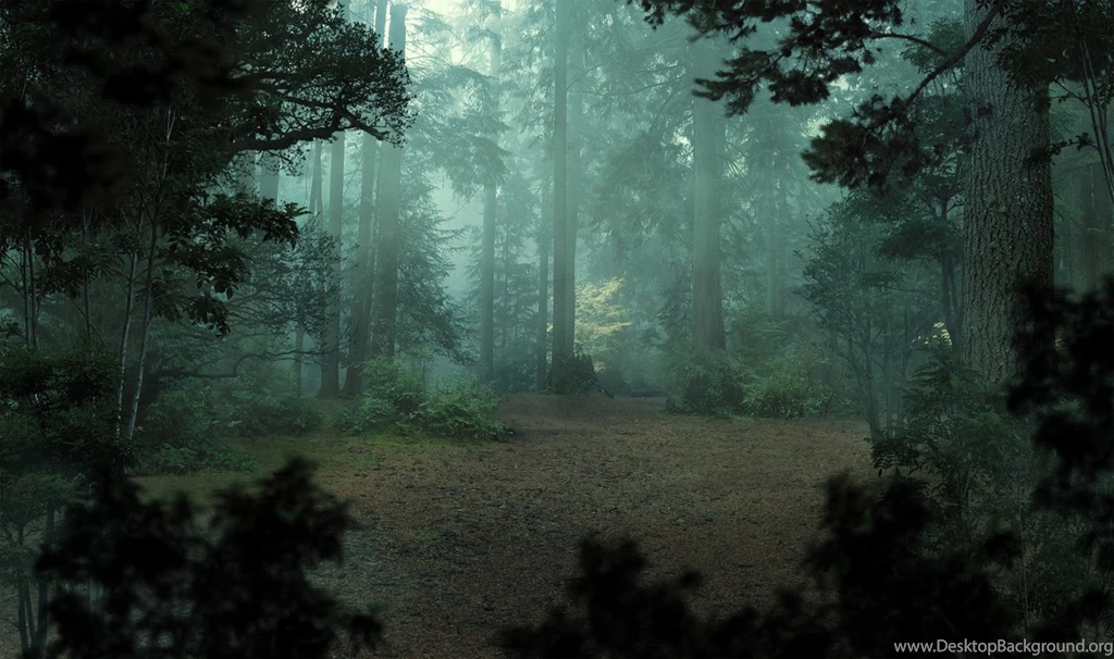 Misty Forest ImgMob
