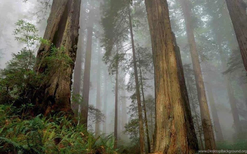 Misty Forest (