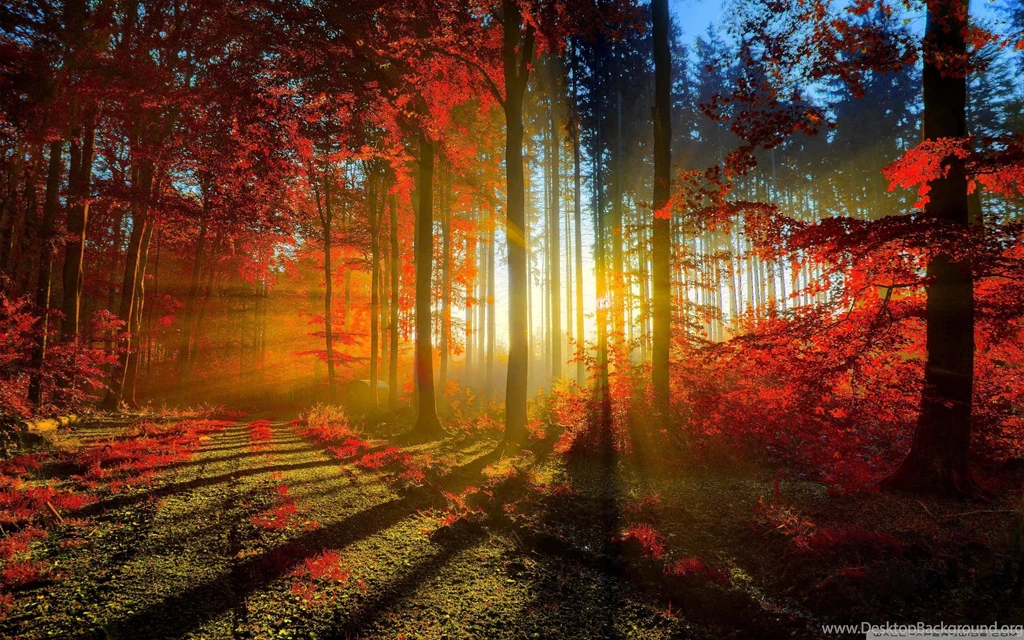 FOREST WALLPAPERS