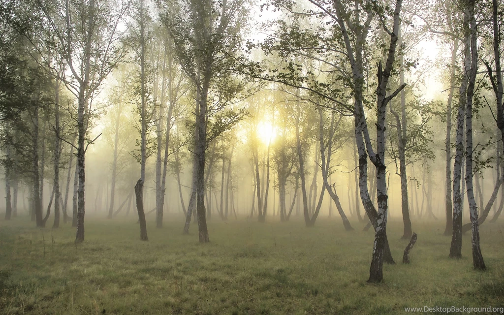 Misty HD Wallpapers