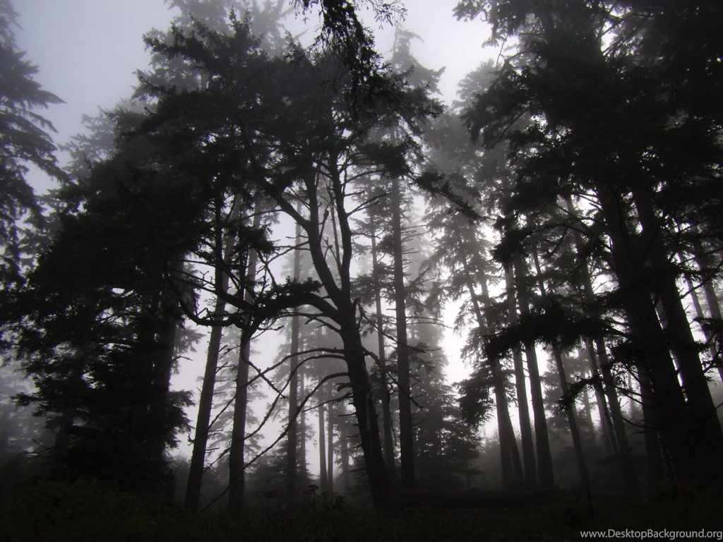 Misty Forest By Simidae On DeviantArt