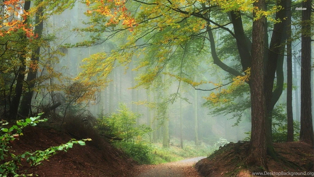 Alley In The Misty Forest Wallpapers » WallDevil Best Free HD ...