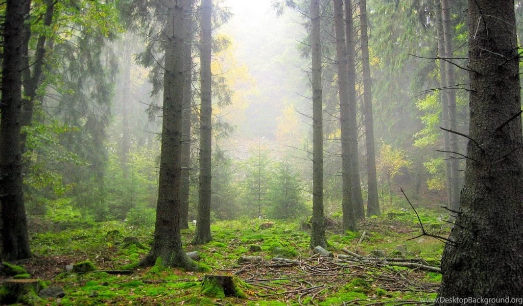 Misty Forest Wallpapers B1X5J HD Wallpapers Desktop Backgrounds