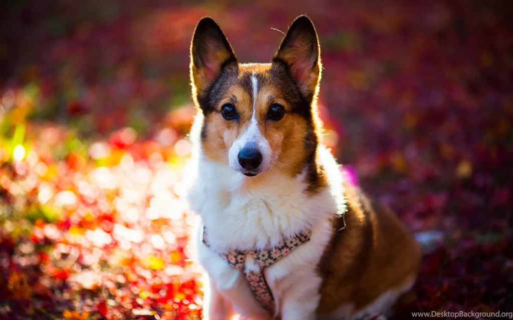 Cute Dog Wallpaper Images : Animal Wallpapers   Rakaruan.com