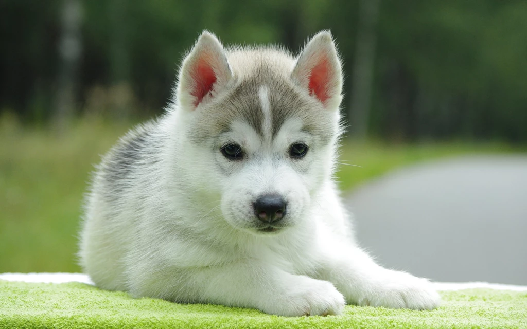 Images Of Cute Puppies