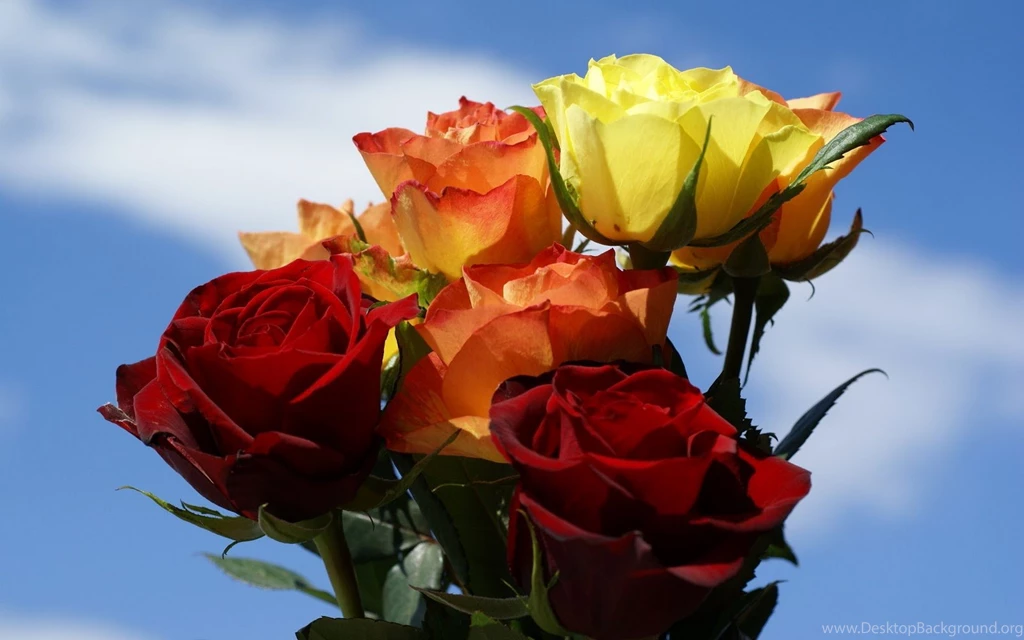 Rose Flowers Wallpapers Collection (45+)