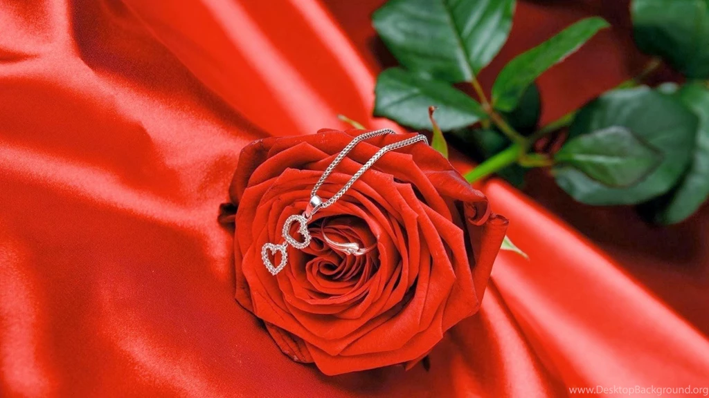 Beautiful Rose Flowers Wallpapers For PC