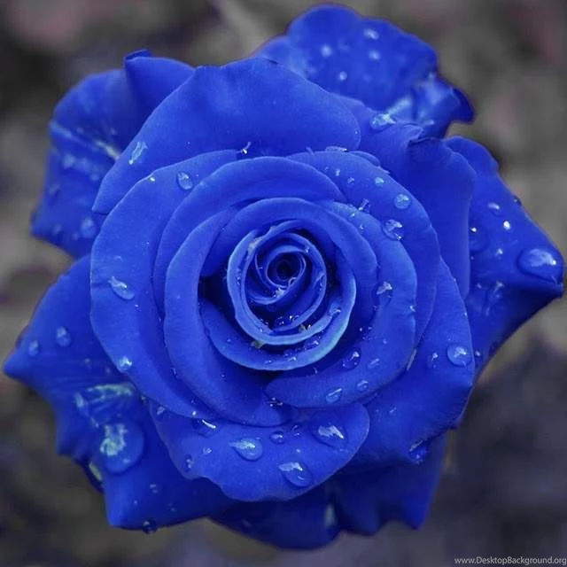 Beautiful Blue Roses And Hearts