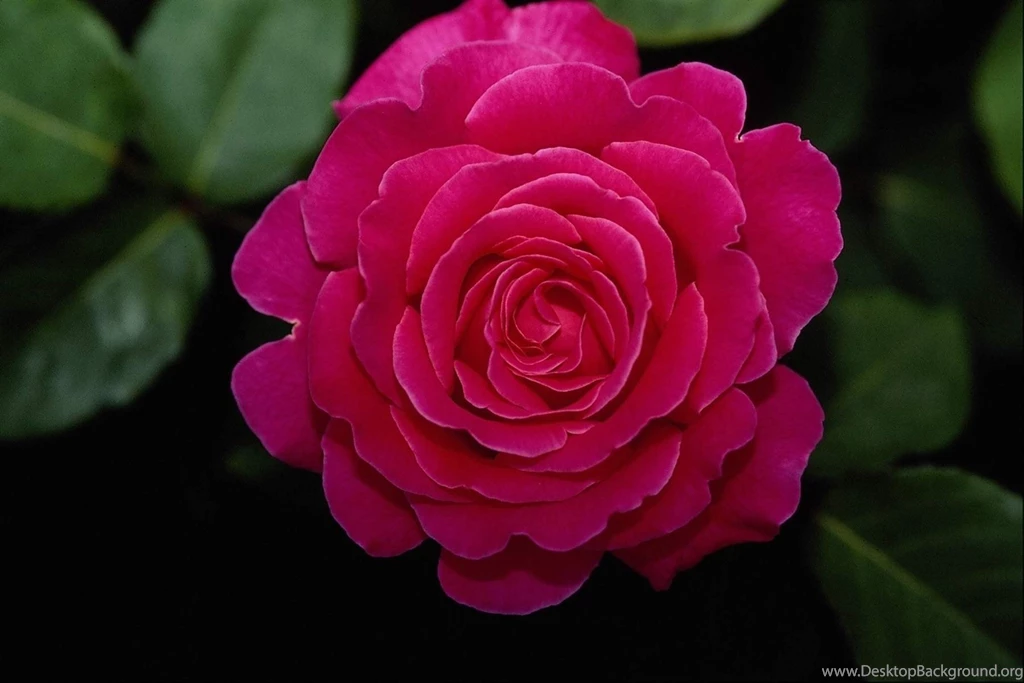 Wallpapers Rosal Beautiful Rose Flowers Pictures And 1800x1200 ...