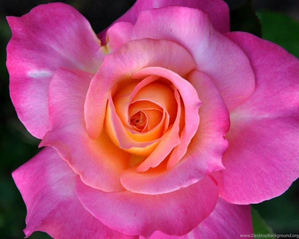 Flowers: Beautiful Rose Pink Nature Flower Wallpapers Gallery For ...