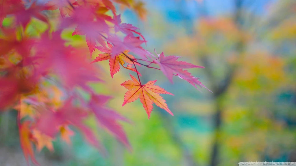 Autumn Colors In Japan HD Desktop Wallpapers : High Definition ...