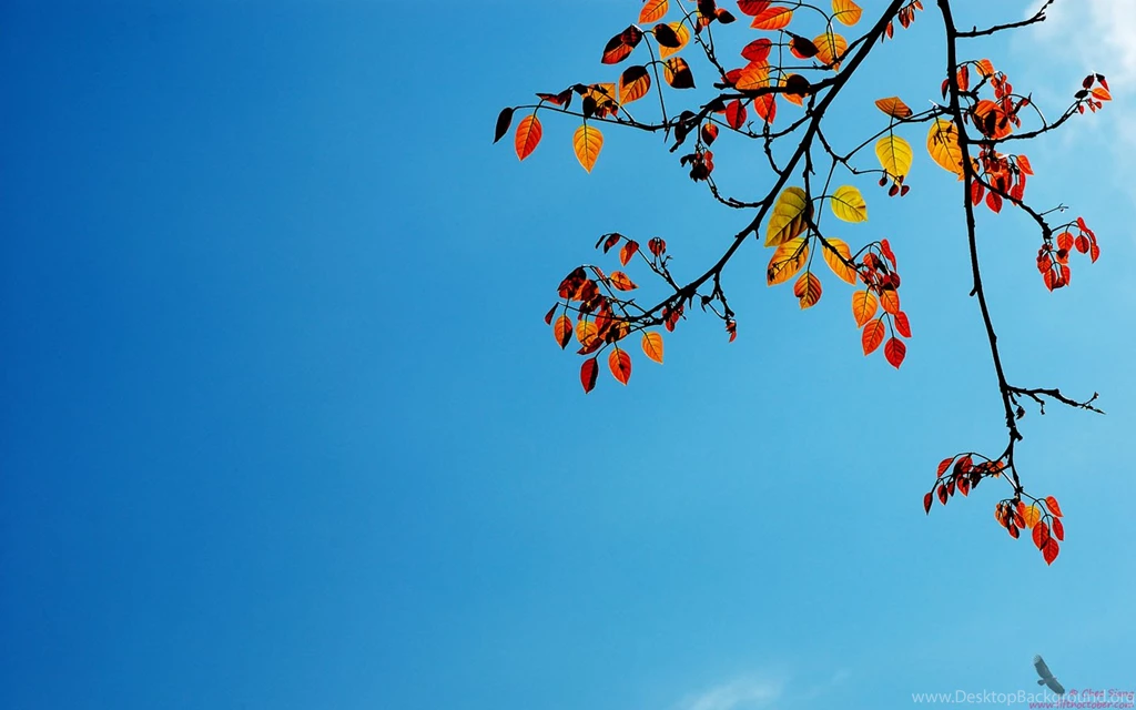 Wallpapers Autumn Colors S Captivating 1440x900